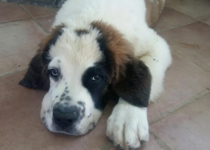 Cascina Bricco Daire