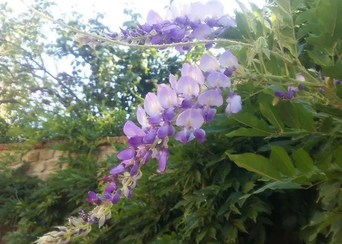 Daire Cascina Bricco *