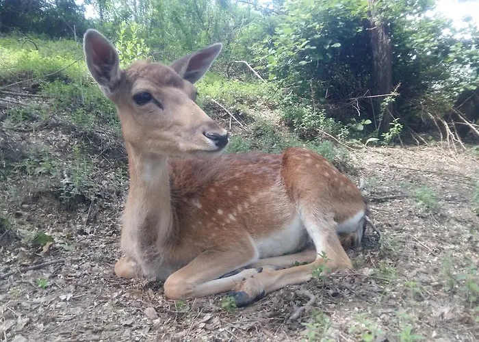 Daire Cascina Bricco *